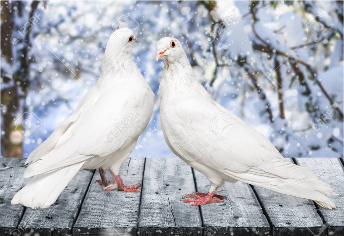 Белый голубь зимой