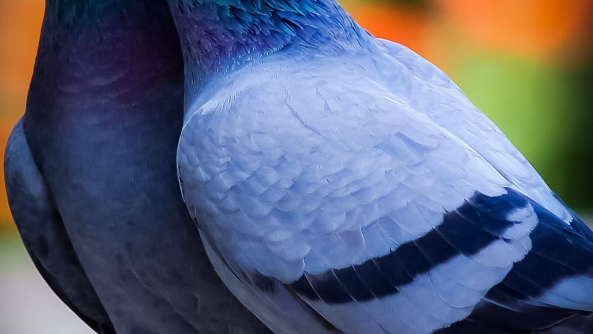 Голуби на рабочий стол