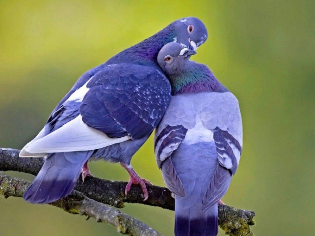 Белая птица