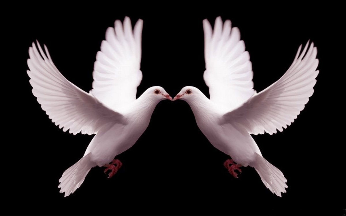 Голубь с розой