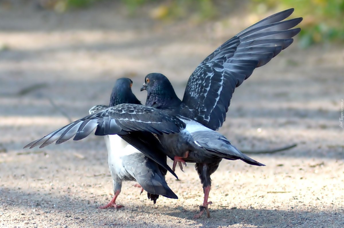 Голубь обнимает голубку