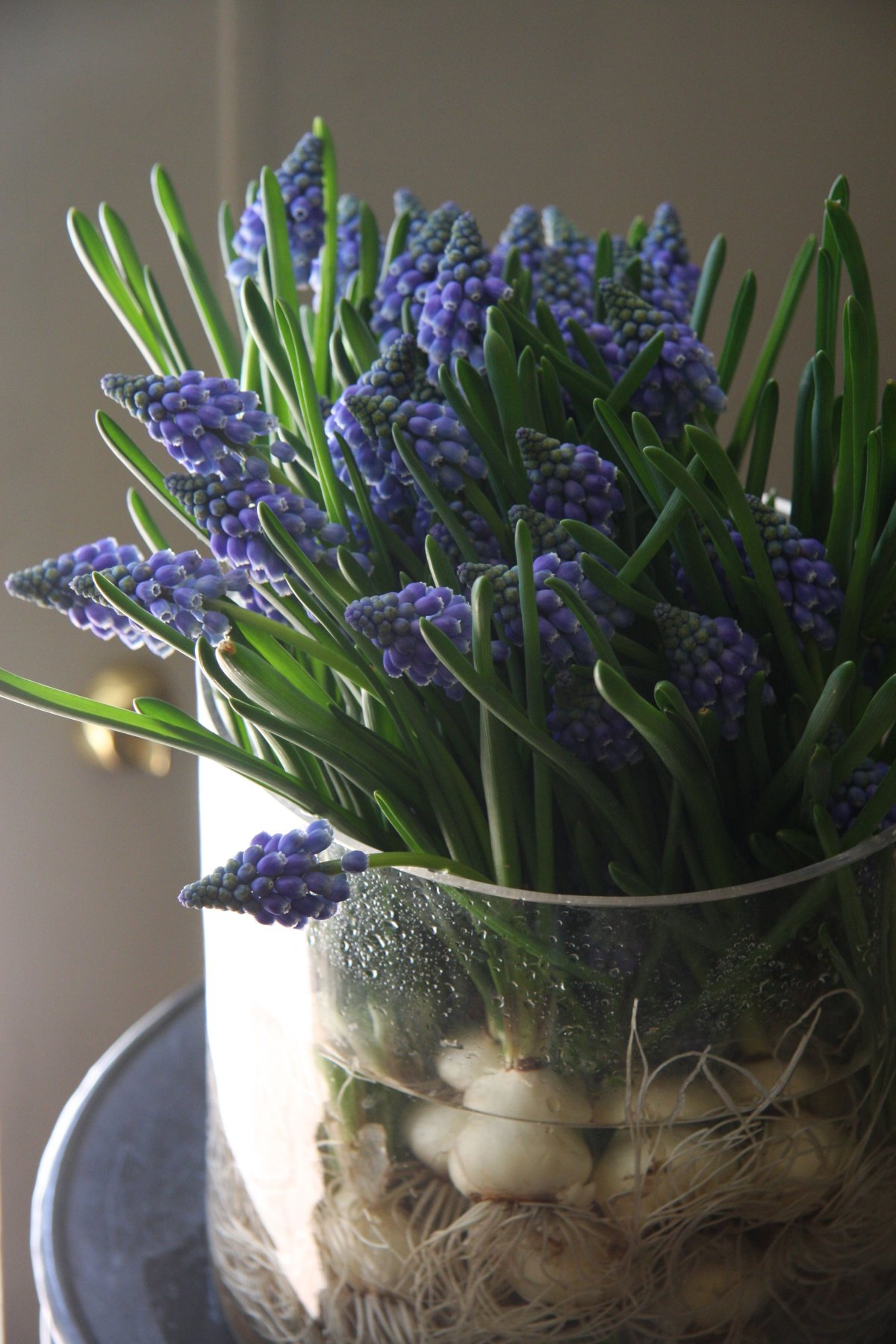 Мускари выгонка