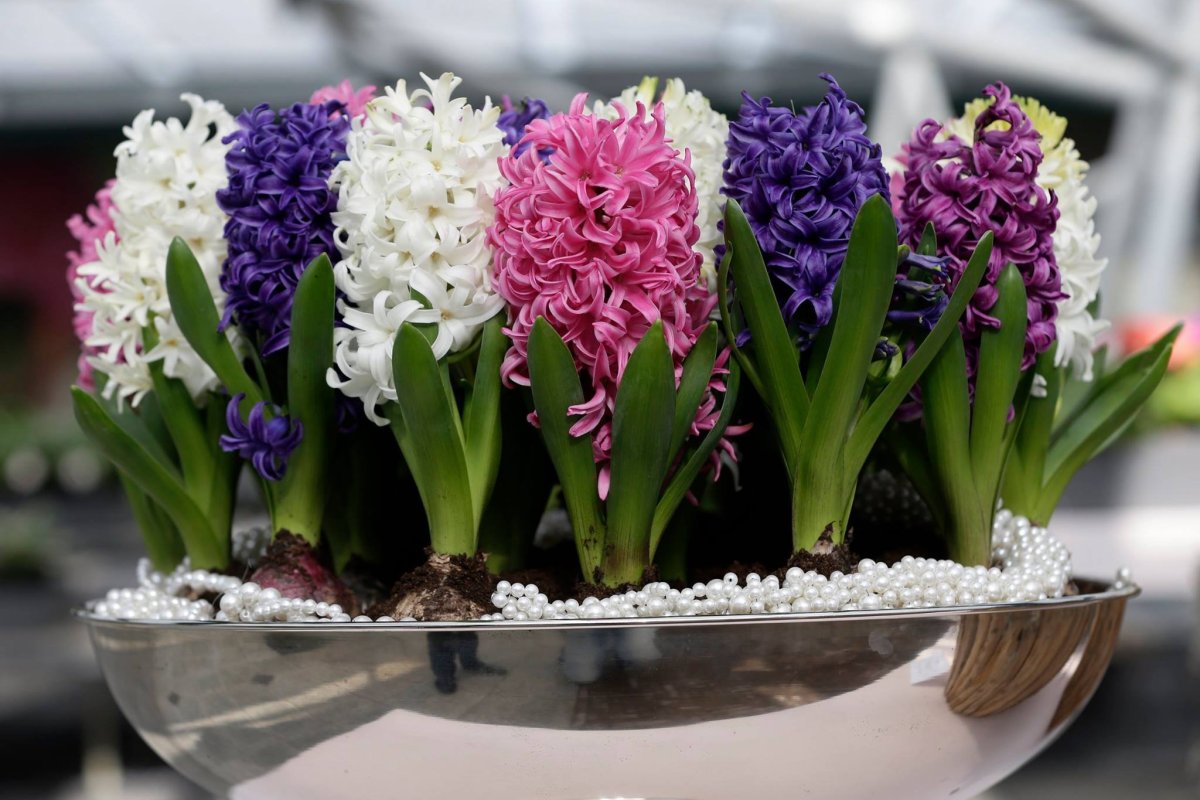 Гиацинт Шоумастер