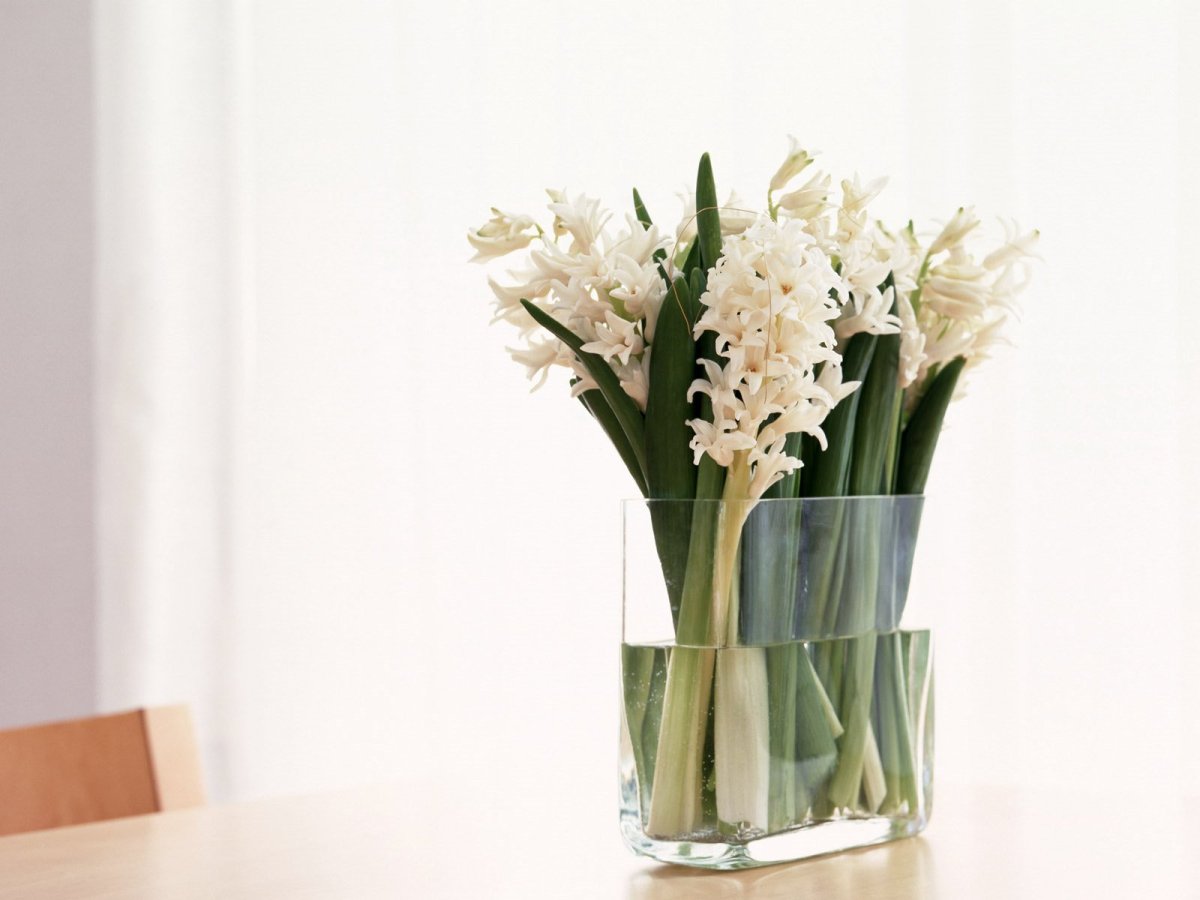 Лилия в вазе