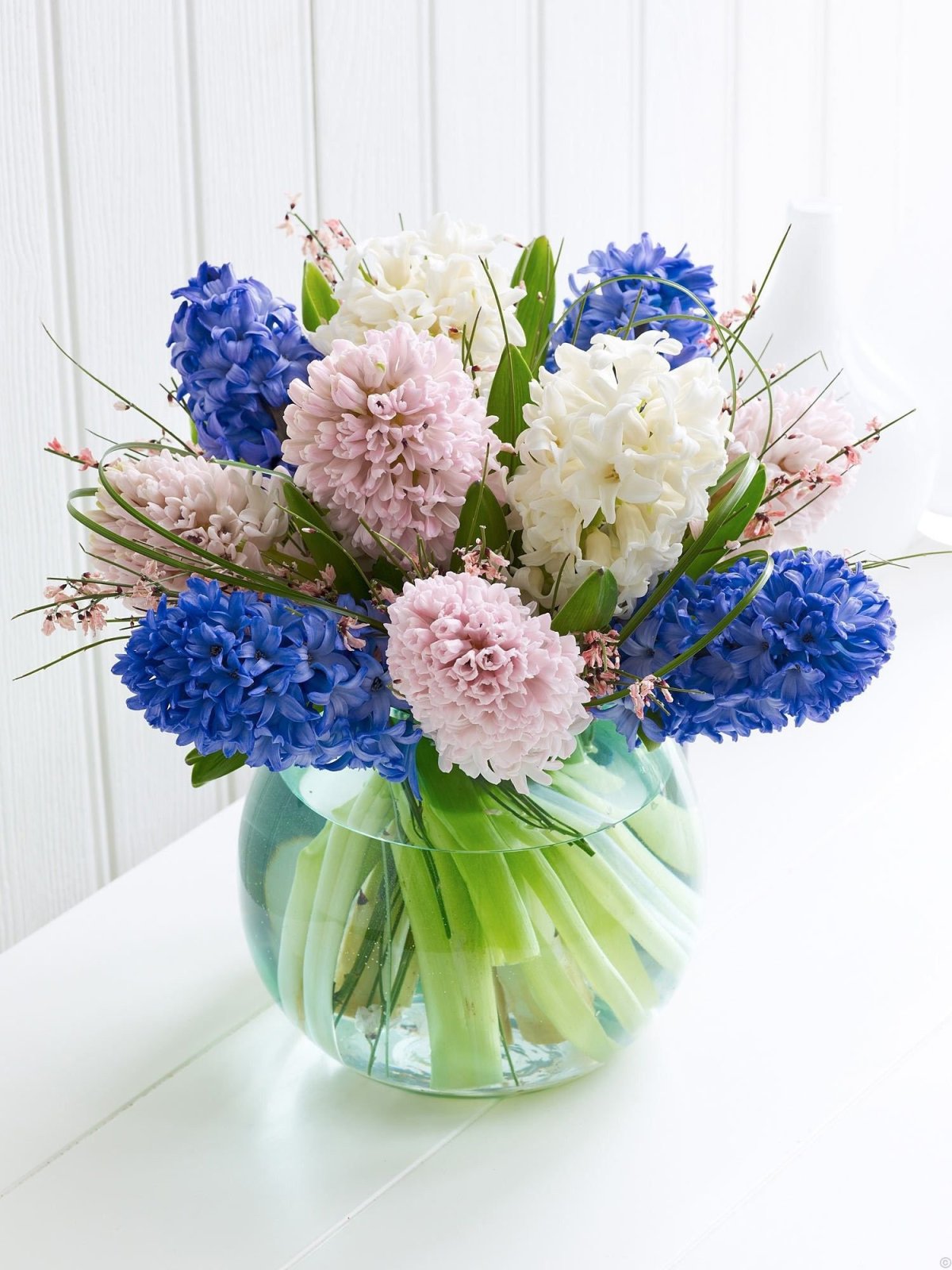 Елизавета цветок гиацинт