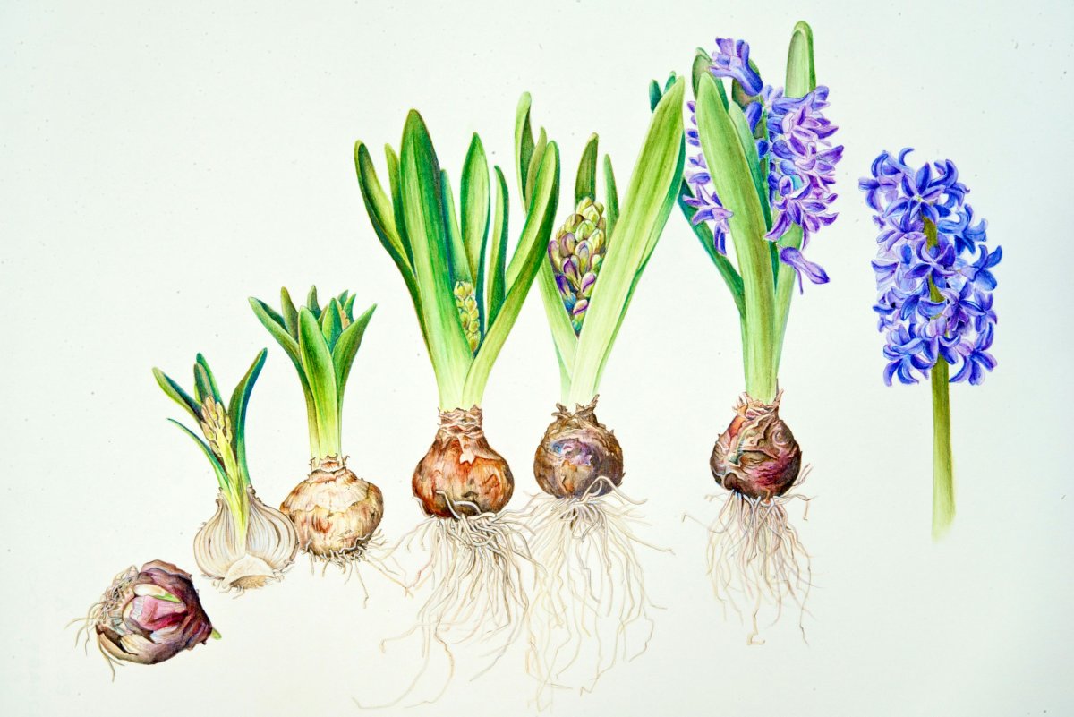 Луковица гиацинт Аида 5шт