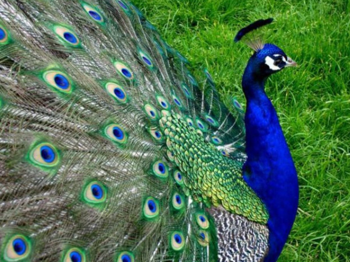 Композиция из перьев