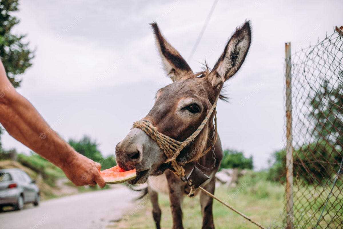 Ослиный смех