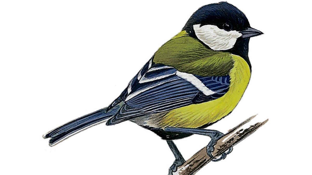 Синица рисунок
