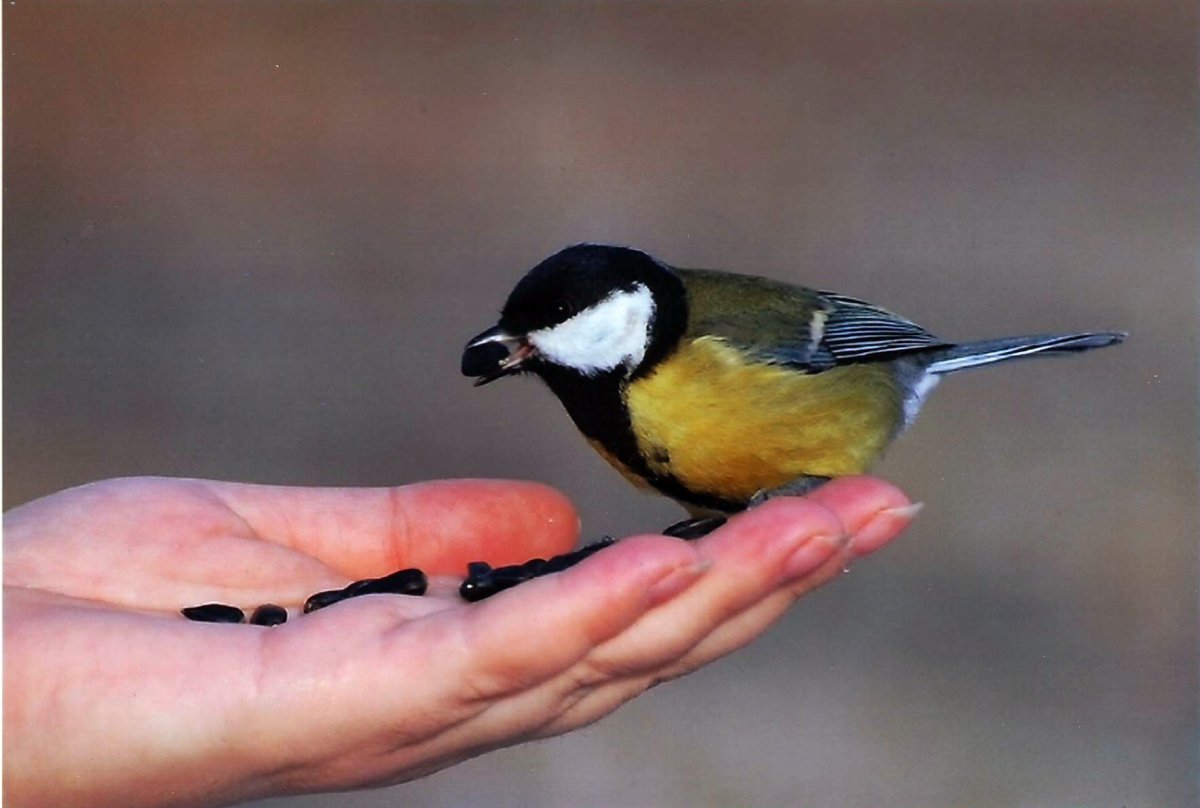 Синица раскраска для детей