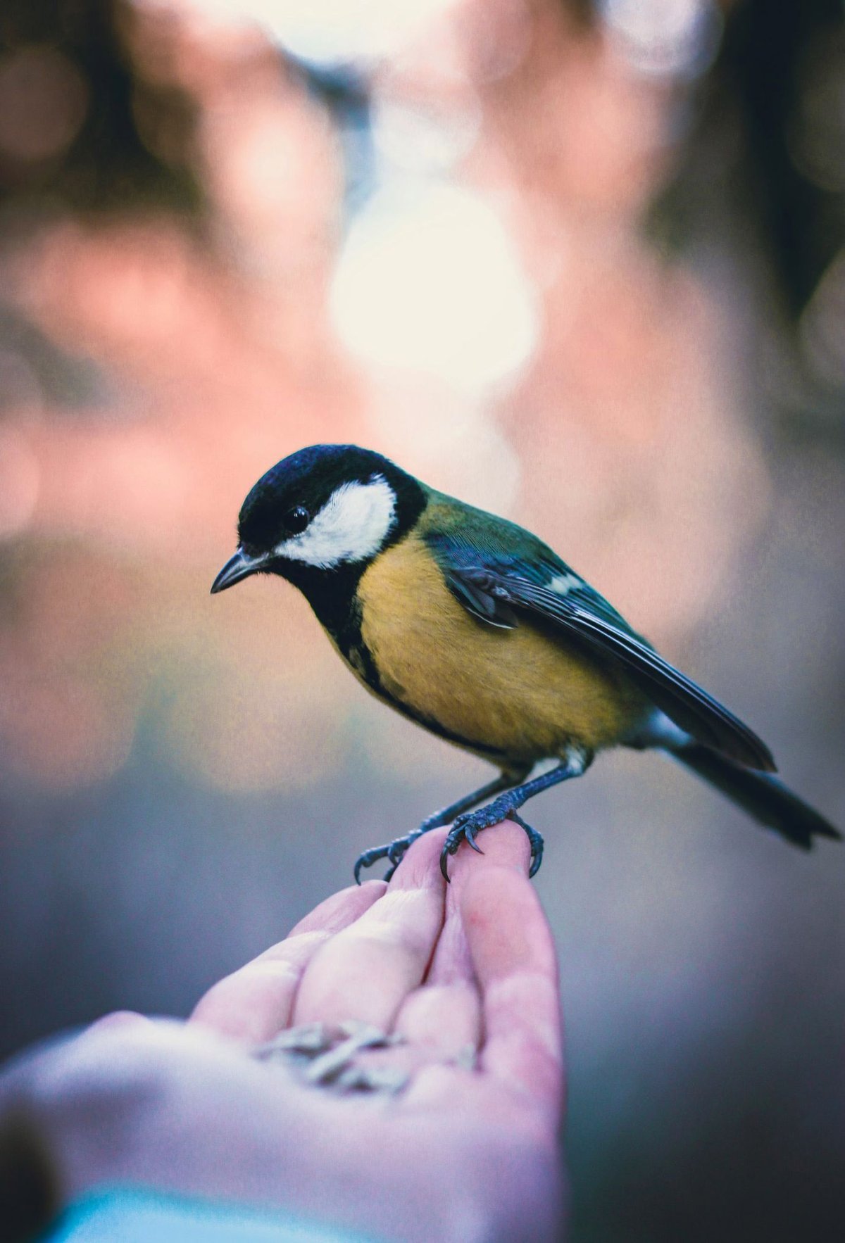 Синицы мультяшные