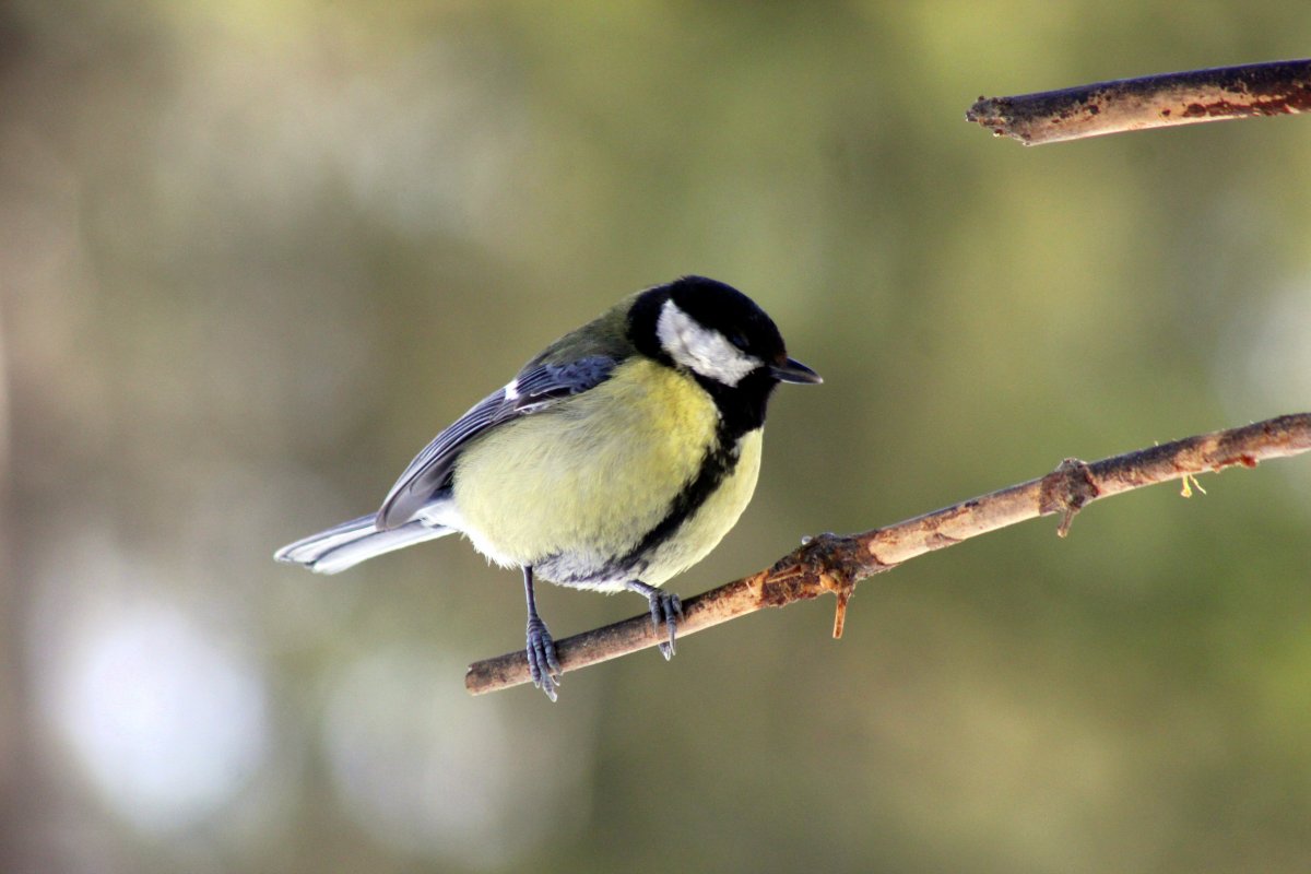 Зеленоспинная синица