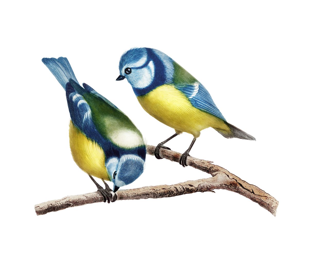 Синица аппликация для детей