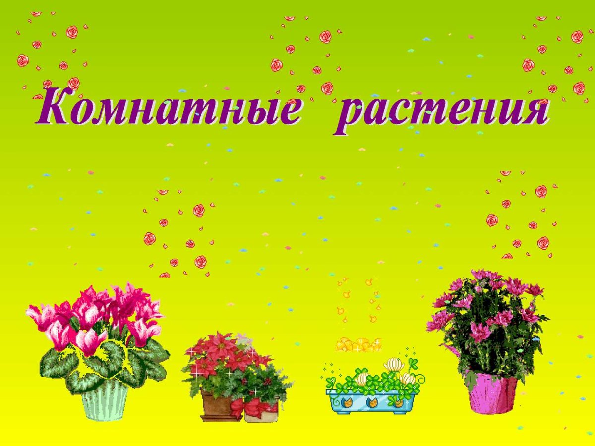 Комнатные растения презентация