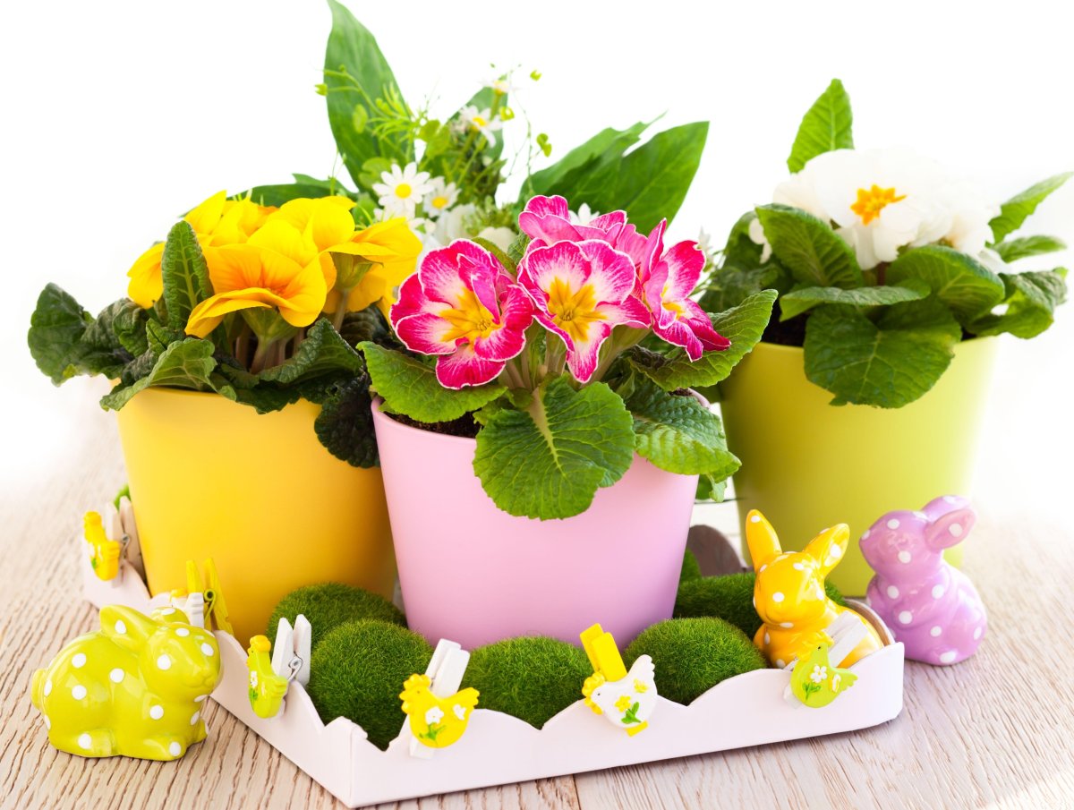 Кальцеолярия цветок