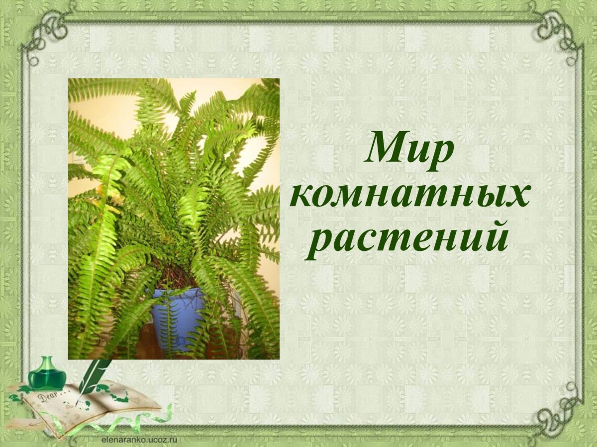 Комнатные растения презентация