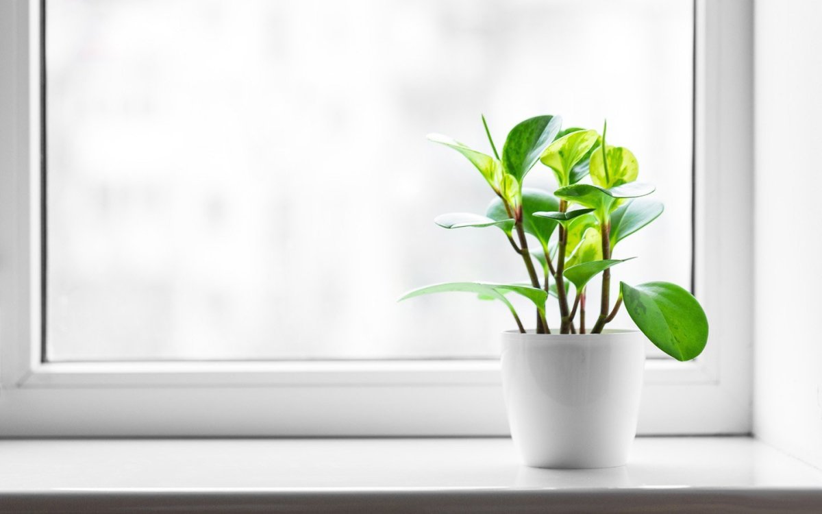Растения в горшках на подоконнике