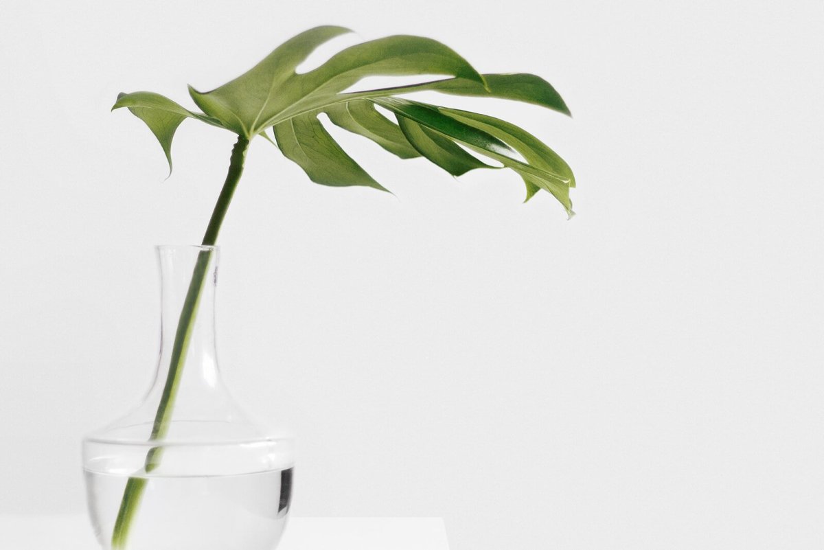 Цветок в горшке Минимализм