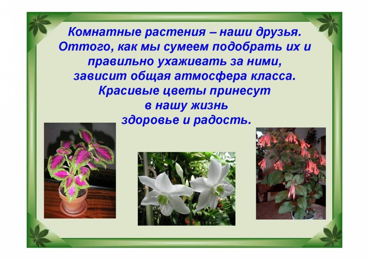 Проект комнатные растения