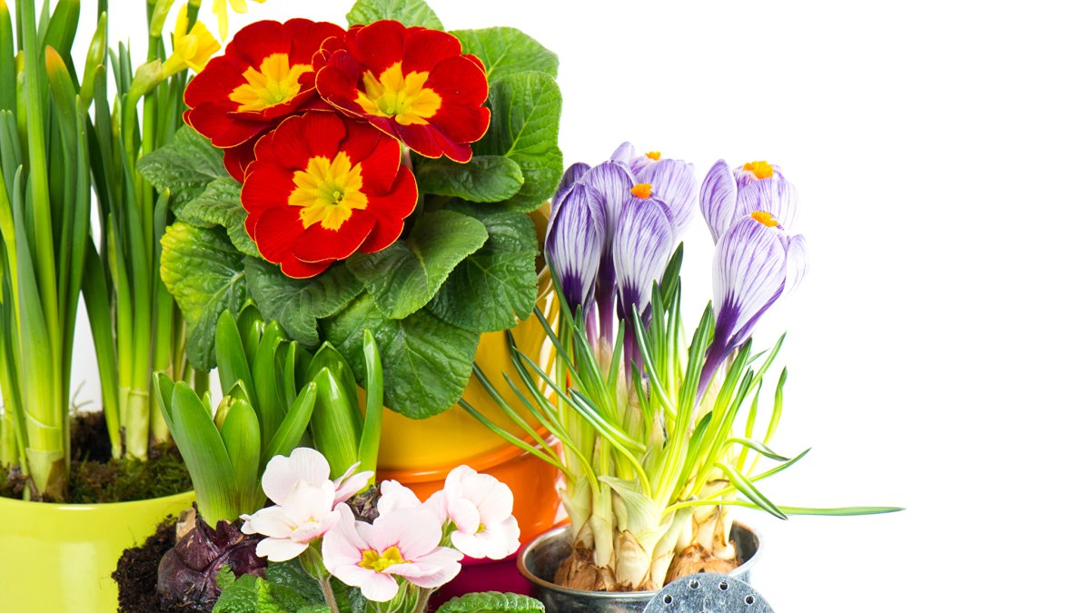 Примула в горшке