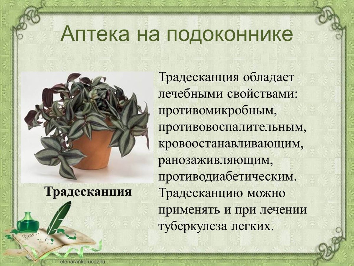 Лечебныекомеатные растения