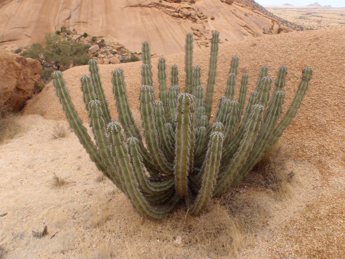 Домашний пустынный Кактус пустынный домашний
