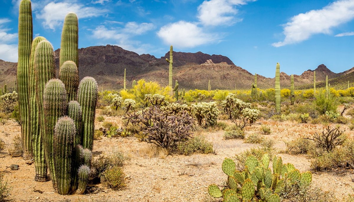 Пустынная растительность