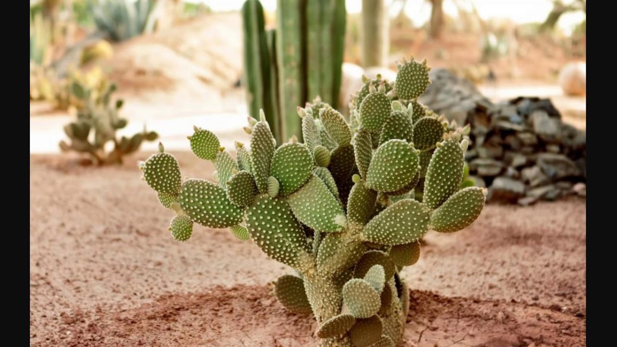 Кактусовая Долина концепт арт