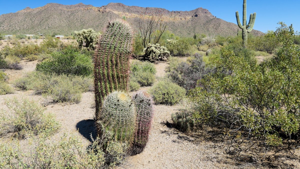 Растения пустыни России кактусы