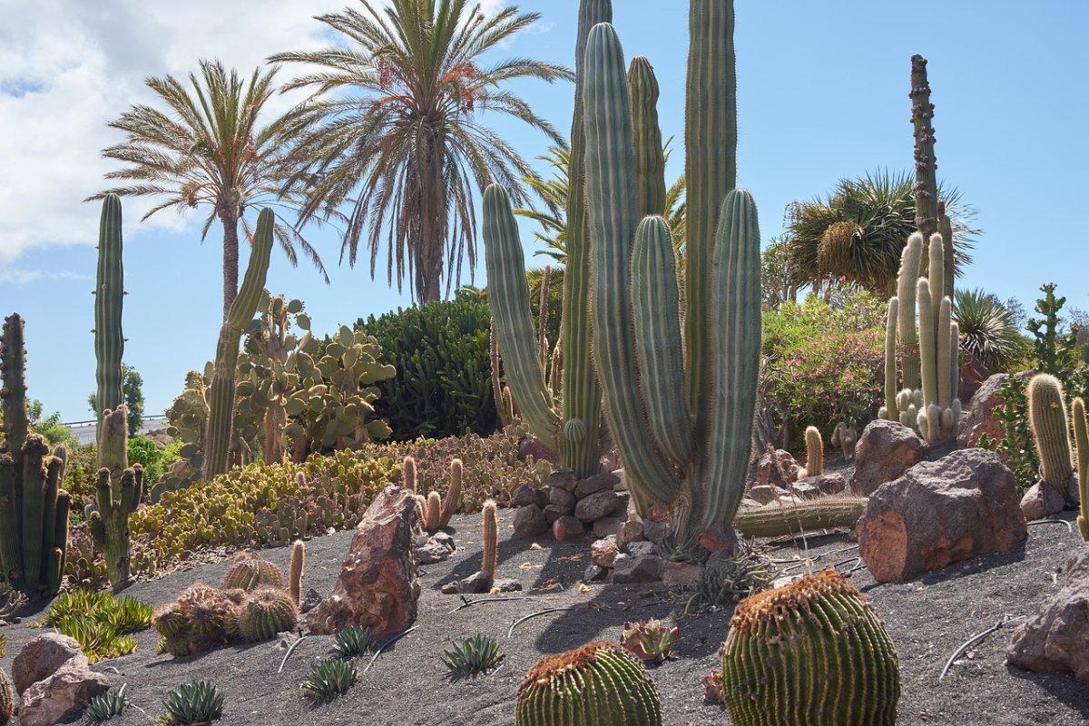 Кактусы пустыни Сонора