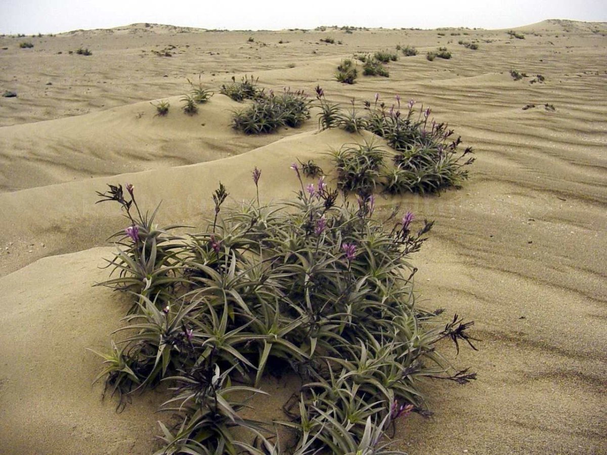 Растительность пустыни и полупустыни в России