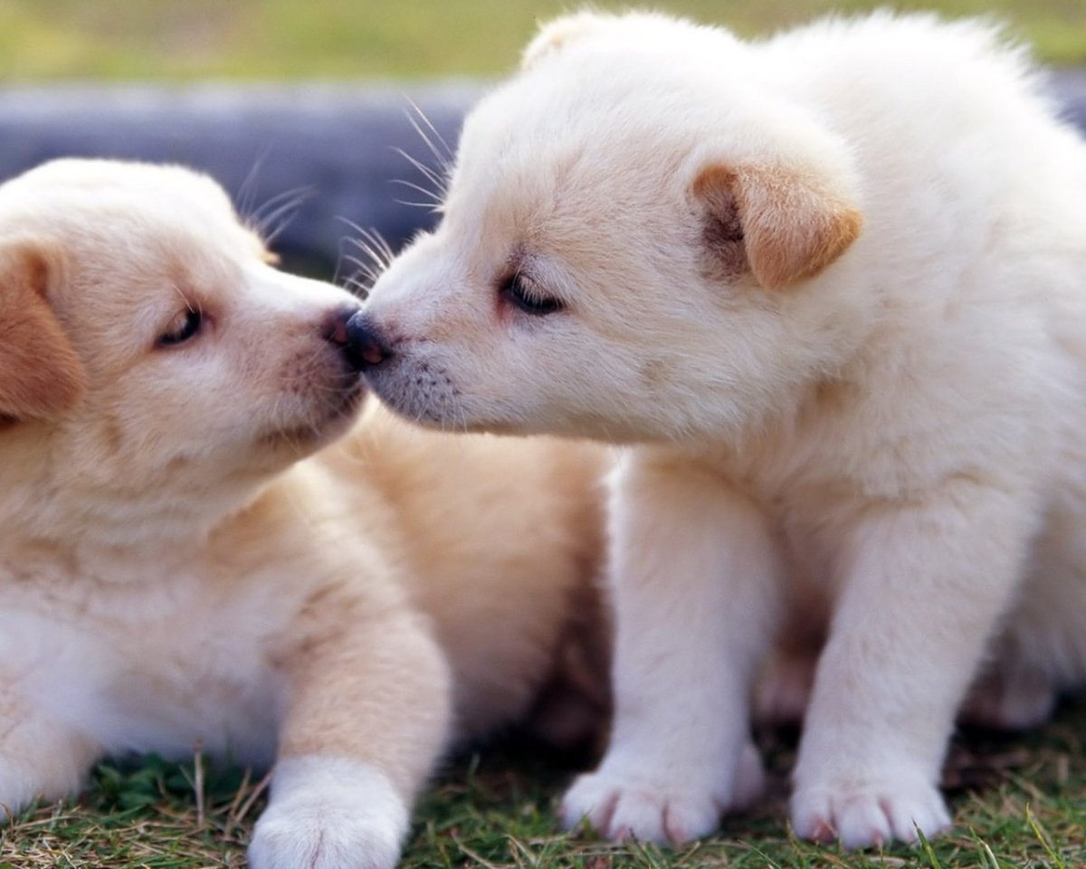Собаки обнимаются