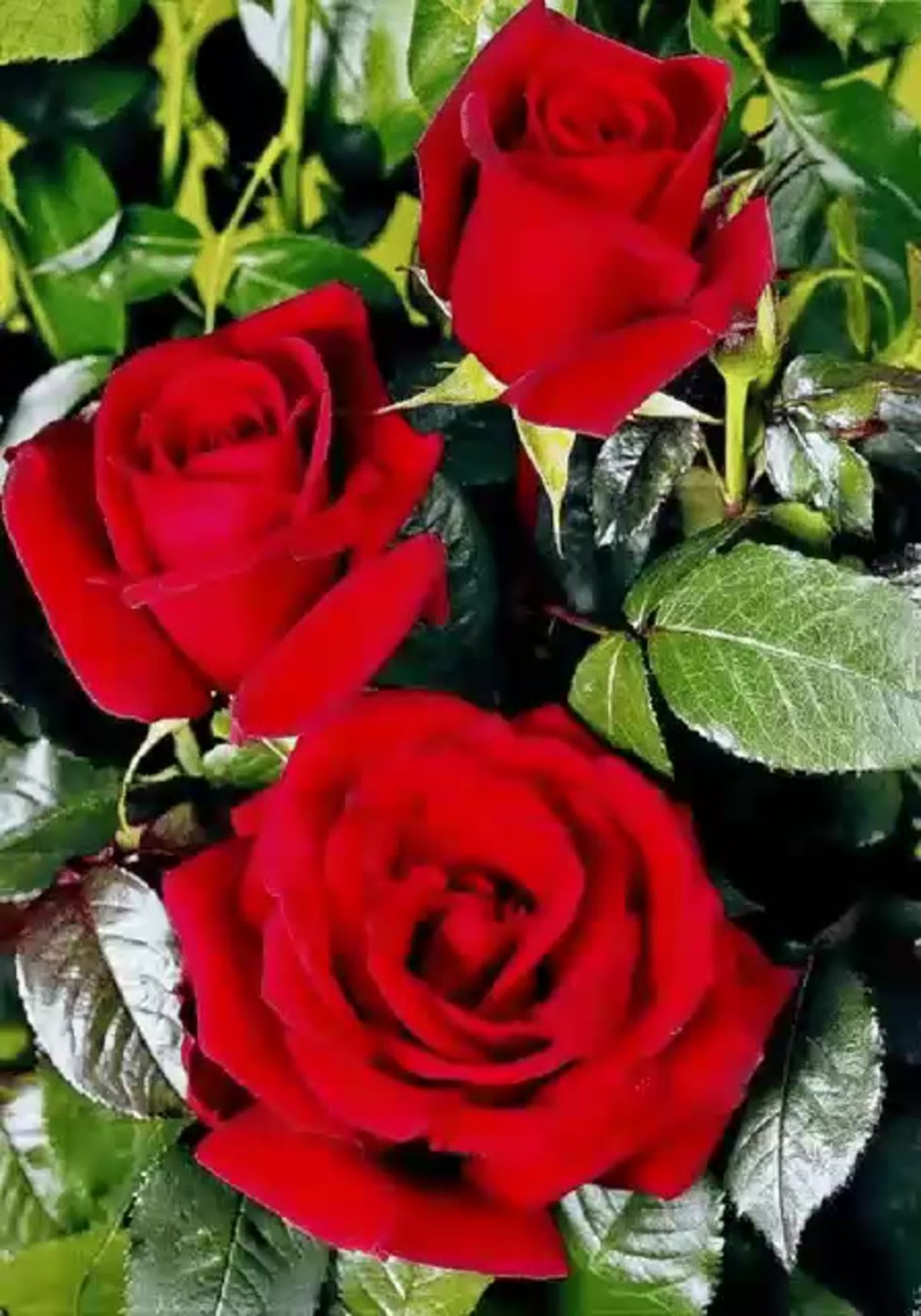 Розы вертикальные