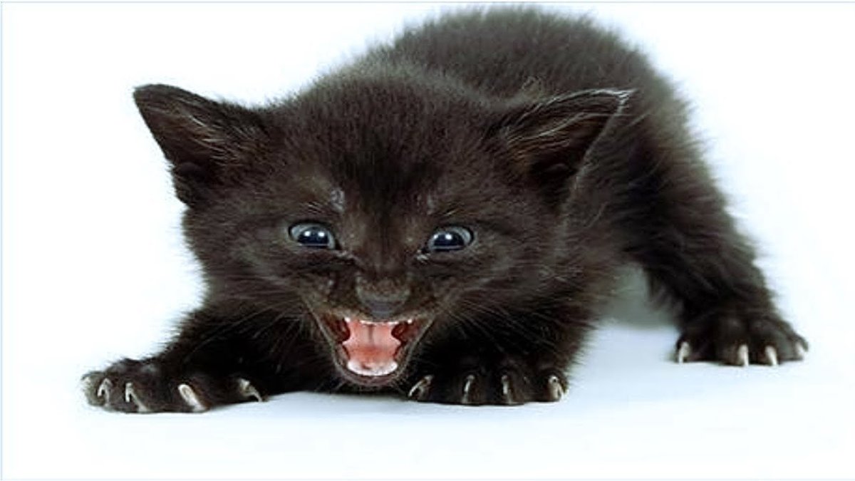 Трафареты кошек для декора