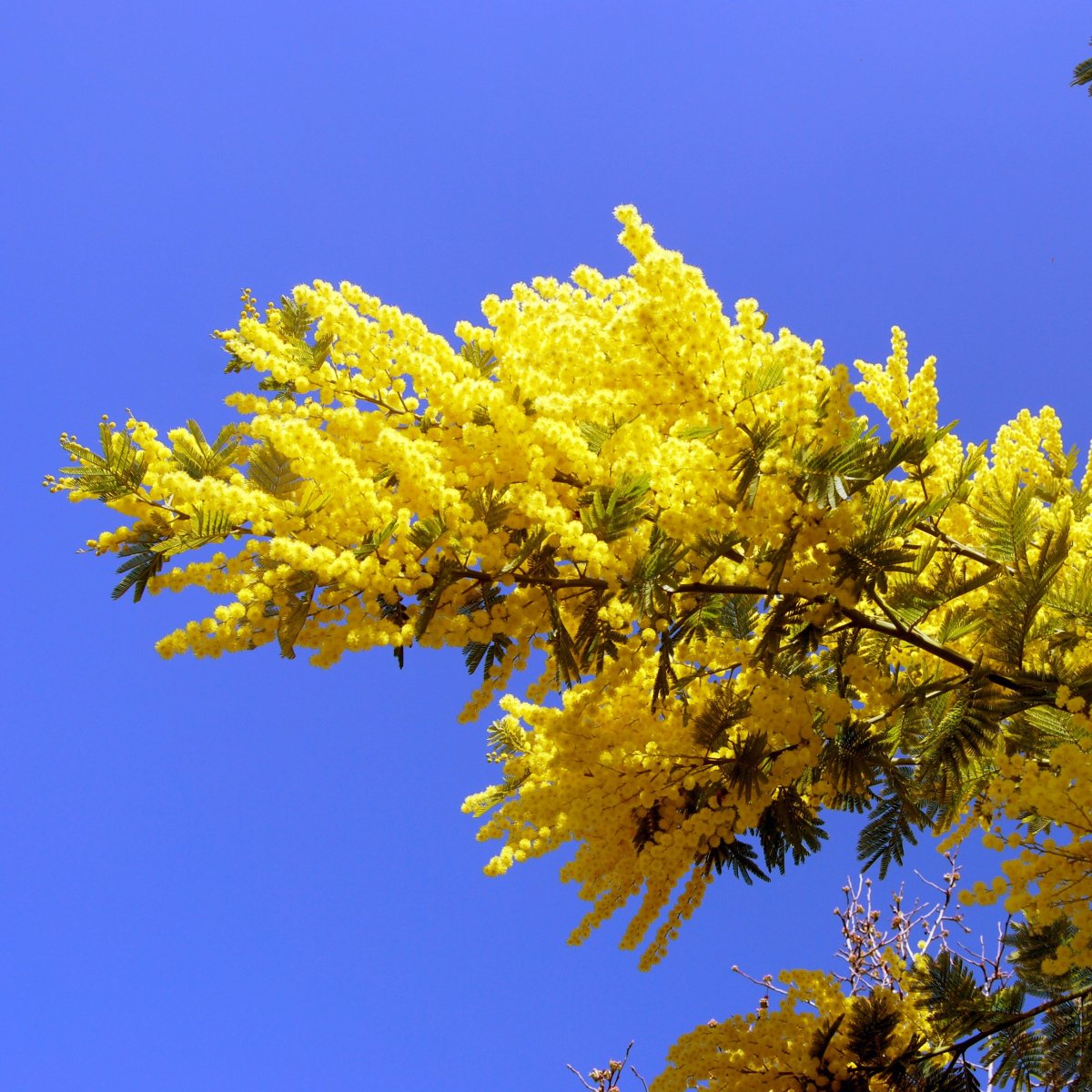 Акация Мимоза