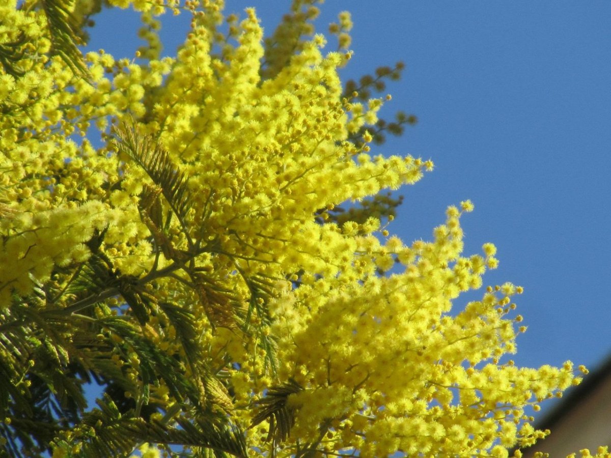 Мимоза Алтайская цветок