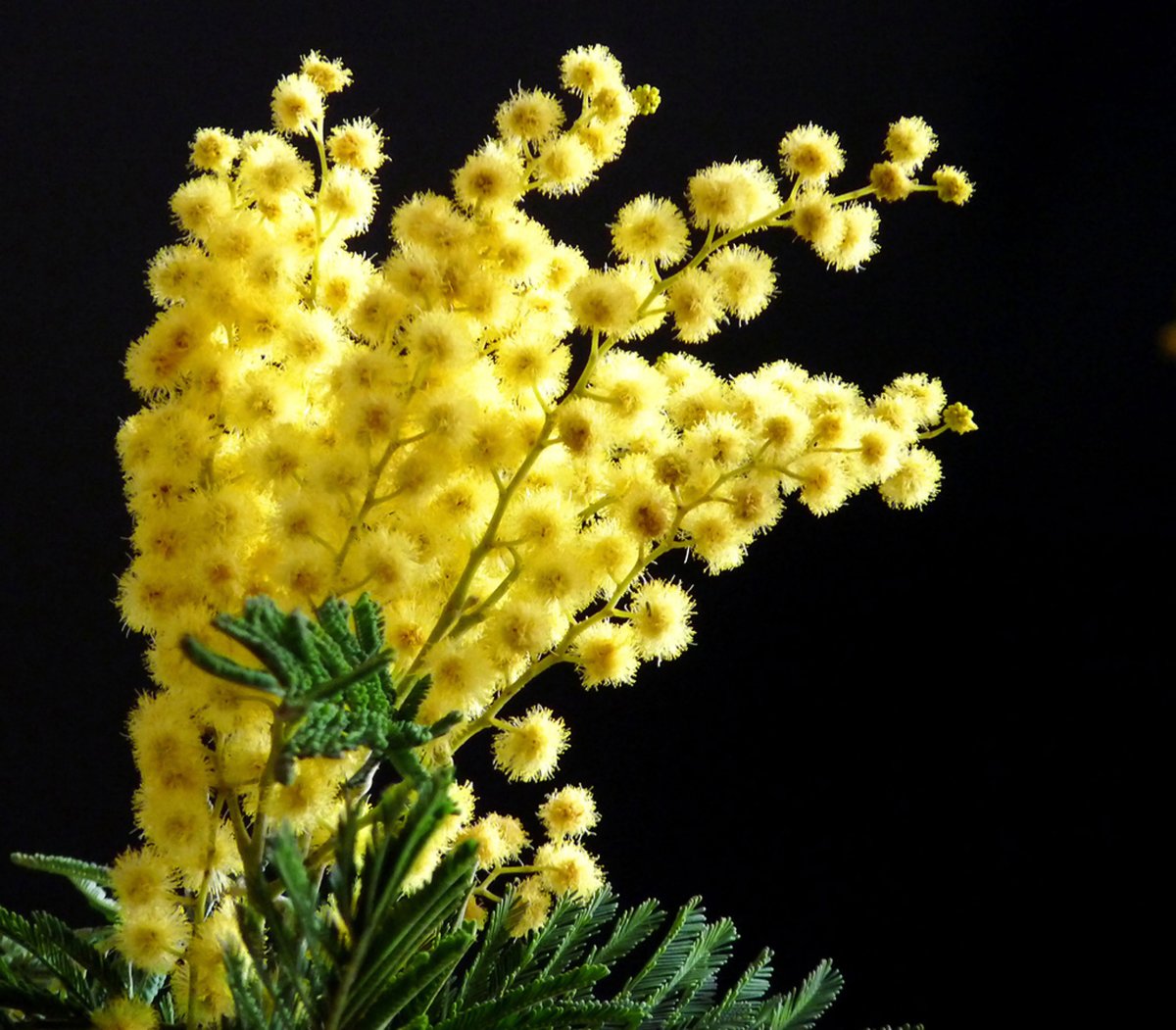 Мимоза и первоцветы