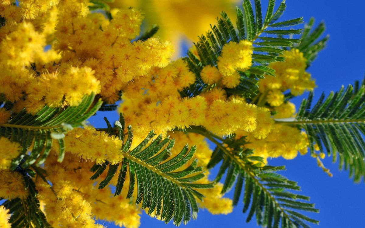 Аргема Мимоза