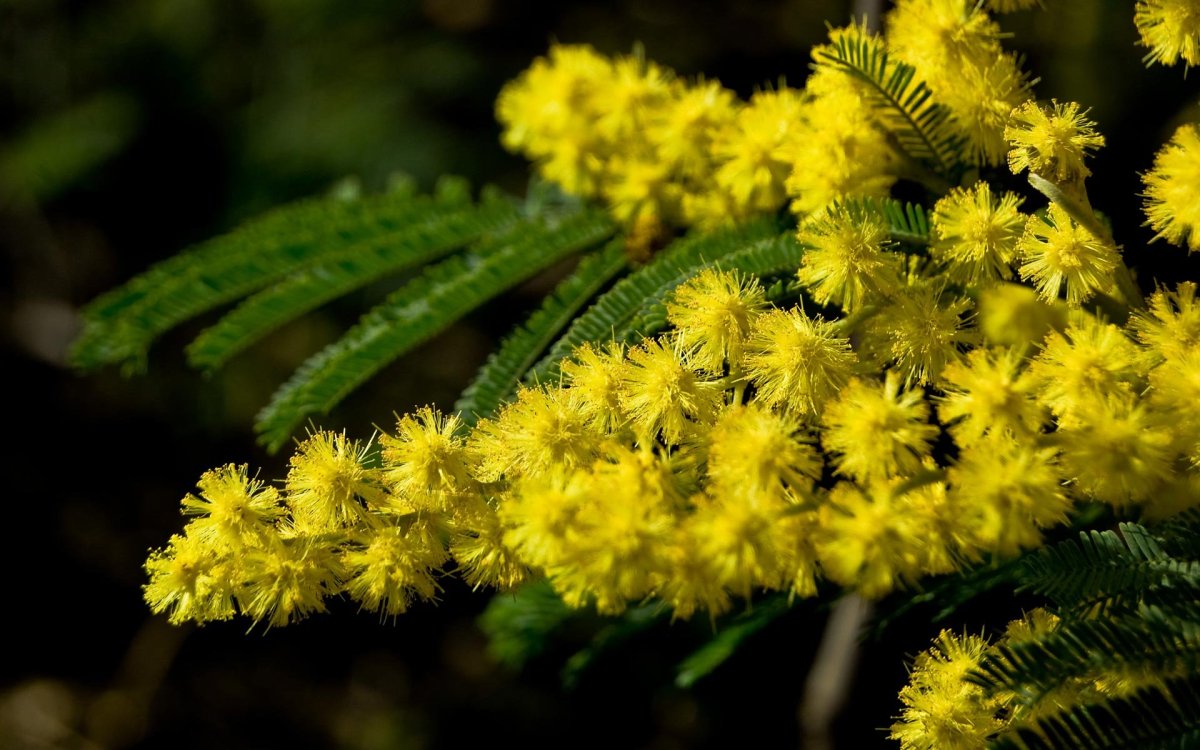 Аргема Мимоза