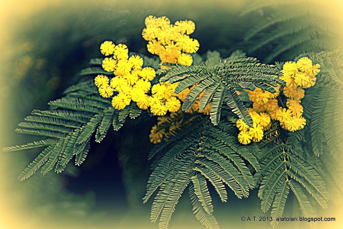 Турецкая Мимоза