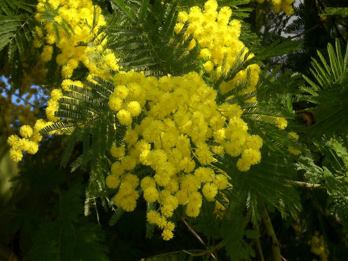 Мимоза лимонная