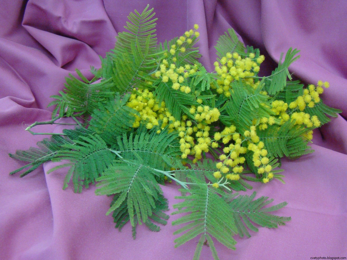 Весенние цветы Мимоза