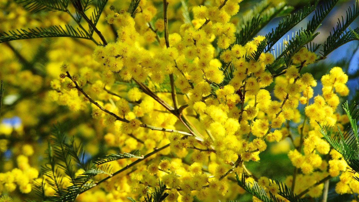 Северная Мимоза кустарник
