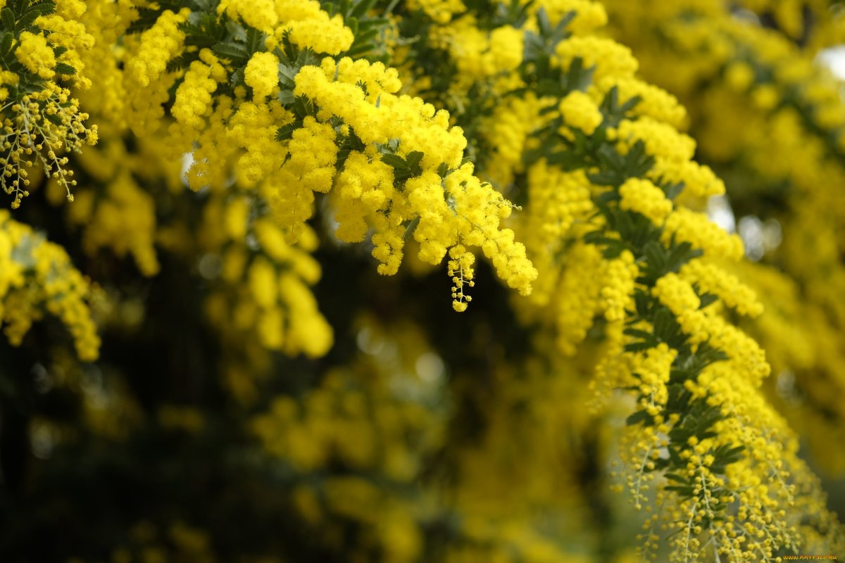 Мимоза Лимонка