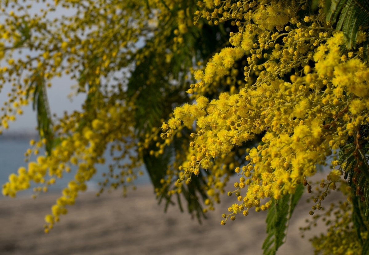 Мимоза Акация Абхазия