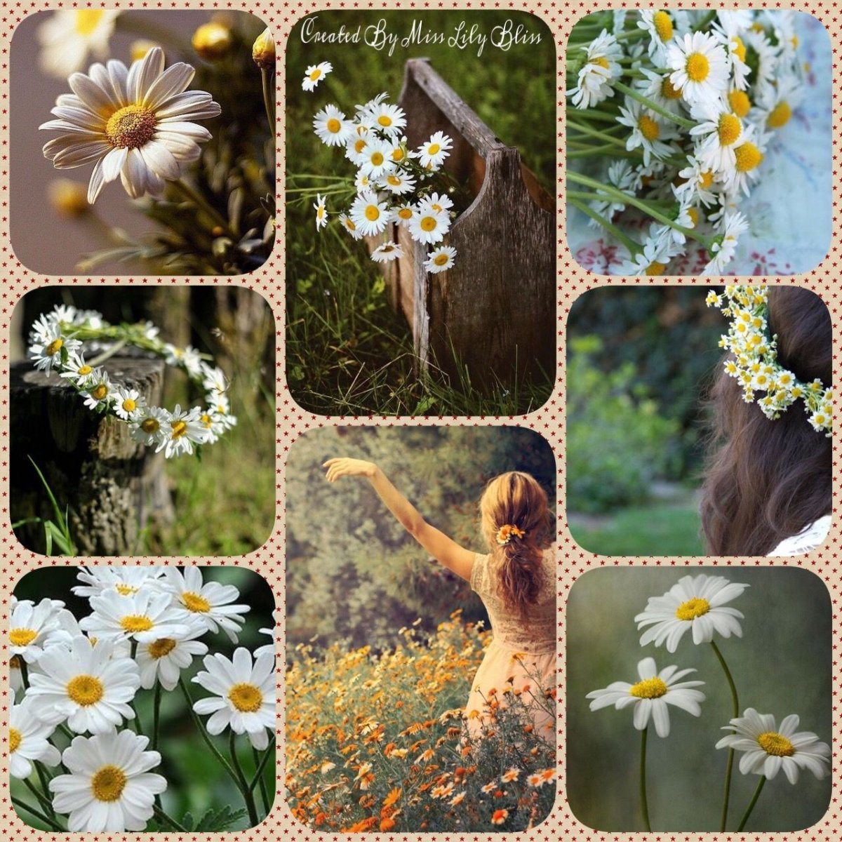 Коллаж Ромашка