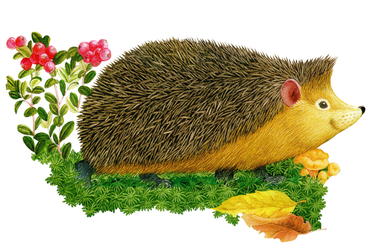 Ежик на белом фоне