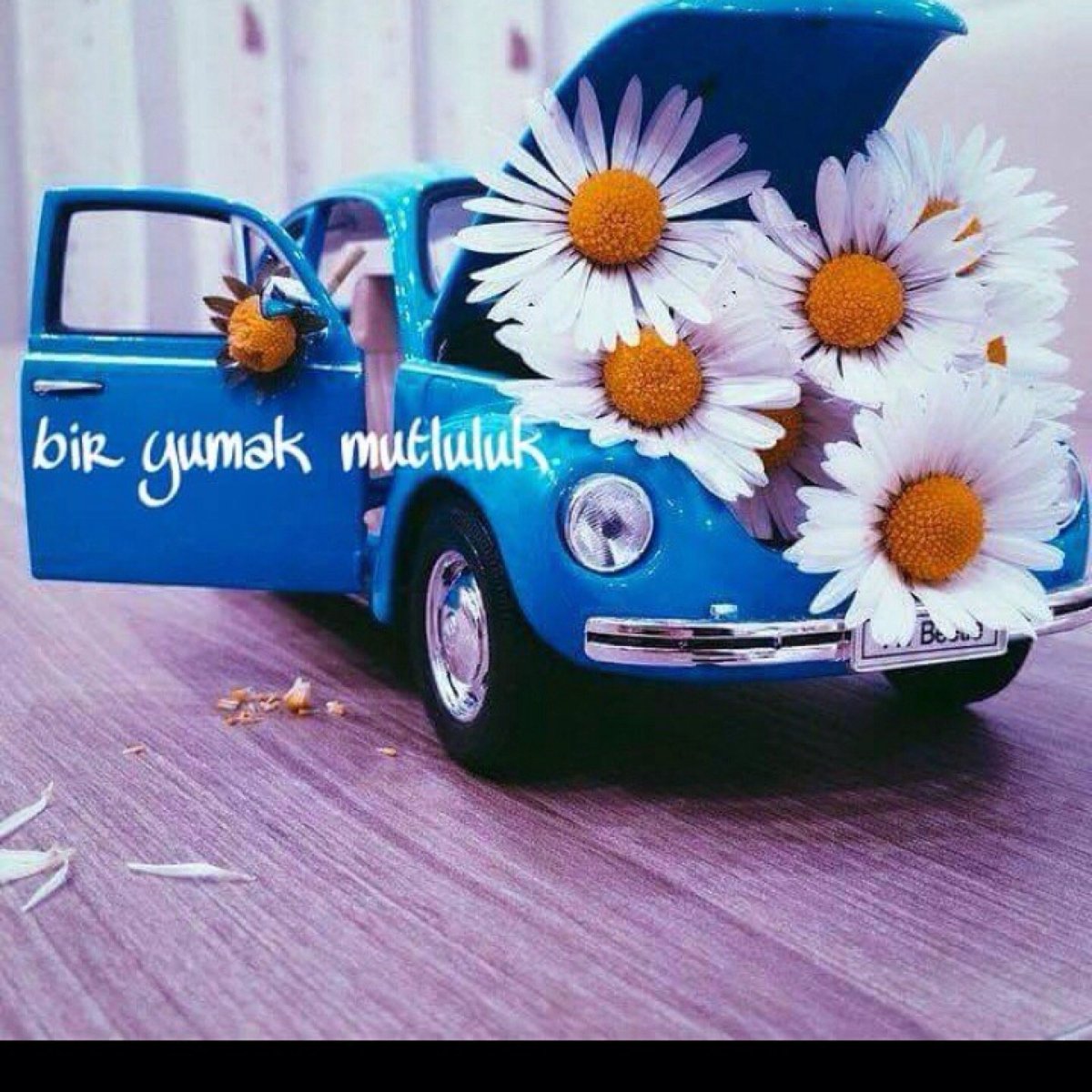 Ромашки в машине