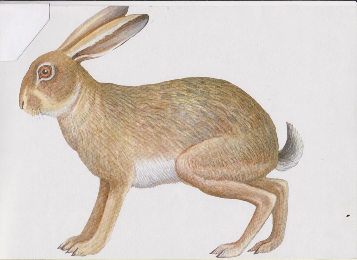 Зайчонок рисунок для детей