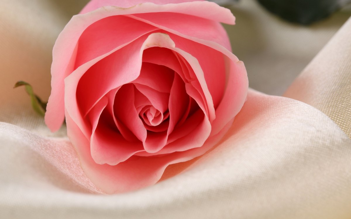 Нежные цветочки